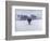 Cows in the Snow-Todd Telander-Framed Art Print