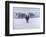 Cows in the Snow-Todd Telander-Framed Art Print