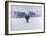 Cows in the Snow-Todd Telander-Framed Art Print