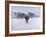 Cows in the Snow-Todd Telander-Framed Art Print