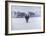 Cows in the Snow-Todd Telander-Framed Art Print