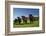 Cows, Kaikoura, Seaward Kaikoura Ranges, Marlborough, South Island, New Zealand-David Wall-Framed Photographic Print