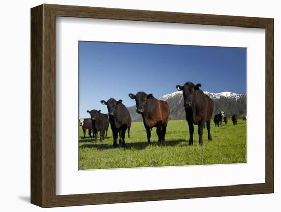 Cows, Kaikoura, Seaward Kaikoura Ranges, Marlborough, South Island, New Zealand-David Wall-Framed Photographic Print