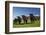 Cows, Kaikoura, Seaward Kaikoura Ranges, Marlborough, South Island, New Zealand-David Wall-Framed Photographic Print