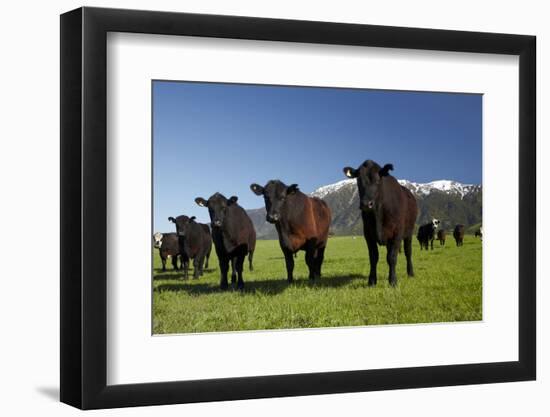 Cows, Kaikoura, Seaward Kaikoura Ranges, Marlborough, South Island, New Zealand-David Wall-Framed Photographic Print