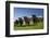 Cows, Kaikoura, Seaward Kaikoura Ranges, Marlborough, South Island, New Zealand-David Wall-Framed Photographic Print