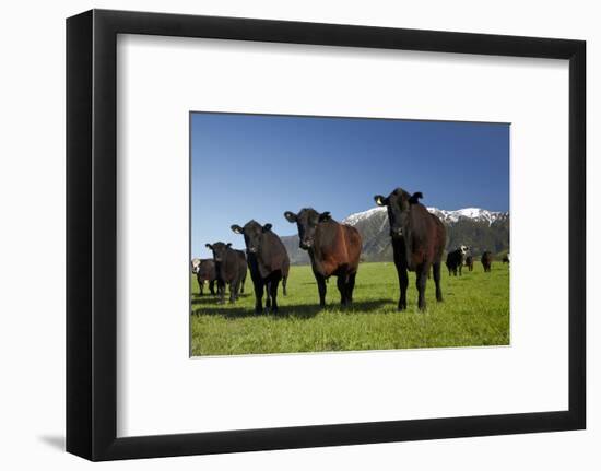 Cows, Kaikoura, Seaward Kaikoura Ranges, Marlborough, South Island, New Zealand-David Wall-Framed Photographic Print