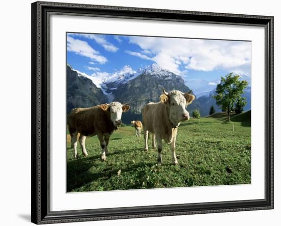 Cows Near Grindelwald, Bernese Oberland, Swiss Alps, Switzerland-Hans Peter Merten-Framed Photographic Print