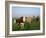 Cows on a Polder in the Early Morning, with a Windmill in the Background, in Holland, Europe-Groenendijk Peter-Framed Photographic Print