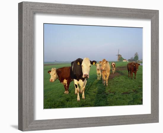 Cows on a Polder in the Early Morning, with a Windmill in the Background, in Holland, Europe-Groenendijk Peter-Framed Photographic Print