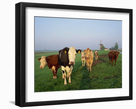 Cows on a Polder in the Early Morning, with a Windmill in the Background, in Holland, Europe-Groenendijk Peter-Framed Photographic Print