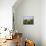 Cows on a Polder in the Early Morning, with a Windmill in the Background, in Holland, Europe-Groenendijk Peter-Mounted Photographic Print displayed on a wall