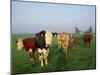 Cows on a Polder in the Early Morning, with a Windmill in the Background, in Holland, Europe-Groenendijk Peter-Mounted Photographic Print