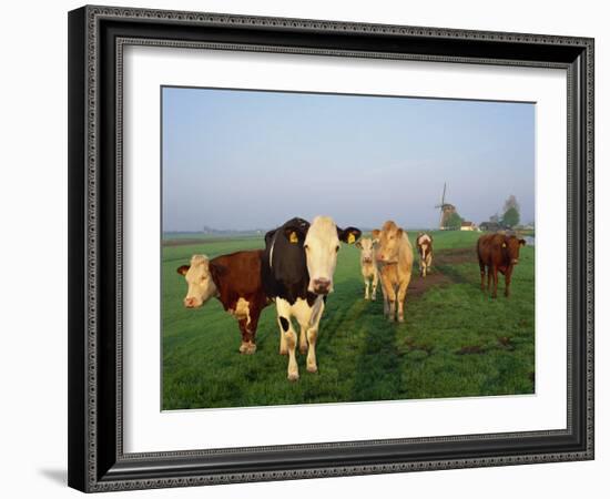 Cows on a Polder in the Early Morning, with a Windmill in the Background, in Holland, Europe-Groenendijk Peter-Framed Photographic Print