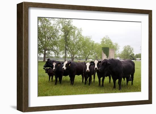 Cows On Meadowbrook Farm-Carol Highsmith-Framed Art Print