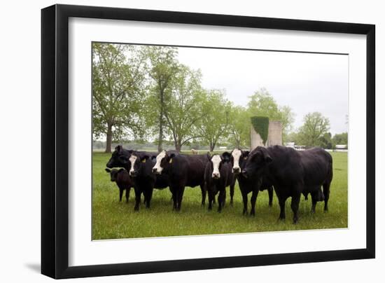 Cows On Meadowbrook Farm-Carol Highsmith-Framed Art Print