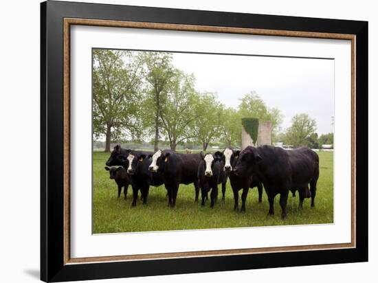 Cows On Meadowbrook Farm-Carol Highsmith-Framed Art Print