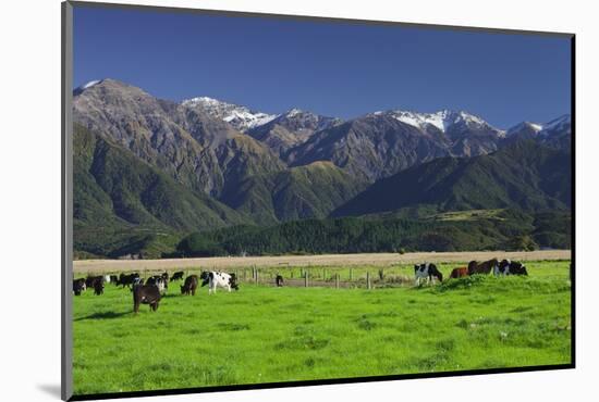 Cows, Pasture, Kaikoura, Canterbury, South Island, New Zealand-Rainer Mirau-Mounted Photographic Print