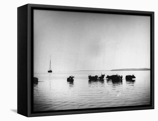 Cows Standing in the Middle of Shelter Island Bay-Wallace G^ Levison-Framed Premier Image Canvas