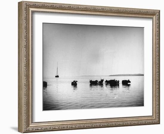 Cows Standing in the Middle of Shelter Island Bay-Wallace G^ Levison-Framed Photographic Print