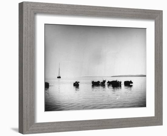 Cows Standing in the Middle of Shelter Island Bay-Wallace G^ Levison-Framed Photographic Print