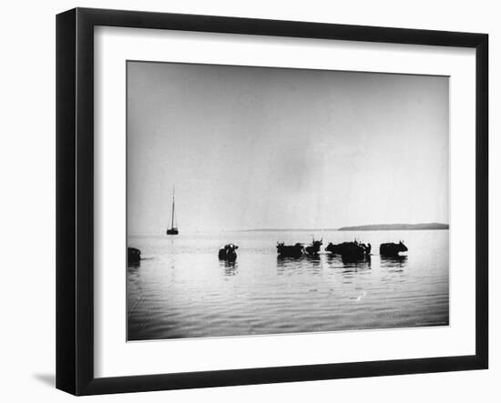 Cows Standing in the Middle of Shelter Island Bay-Wallace G^ Levison-Framed Photographic Print