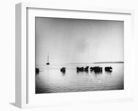 Cows Standing in the Middle of Shelter Island Bay-Wallace G^ Levison-Framed Photographic Print