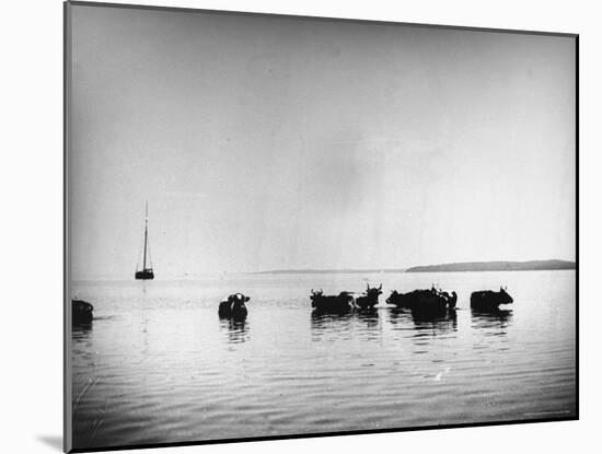 Cows Standing in the Middle of Shelter Island Bay-Wallace G^ Levison-Mounted Photographic Print