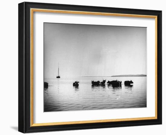 Cows Standing in the Middle of Shelter Island Bay-Wallace G^ Levison-Framed Photographic Print