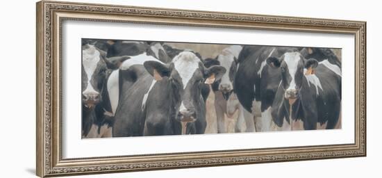 Cows Still Curious-null-Framed Photographic Print