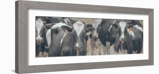 Cows Still Curious-null-Framed Photographic Print