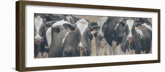 Cows Still Curious-null-Framed Photographic Print