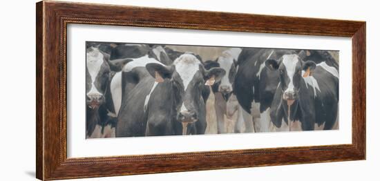 Cows Still Curious-null-Framed Photographic Print