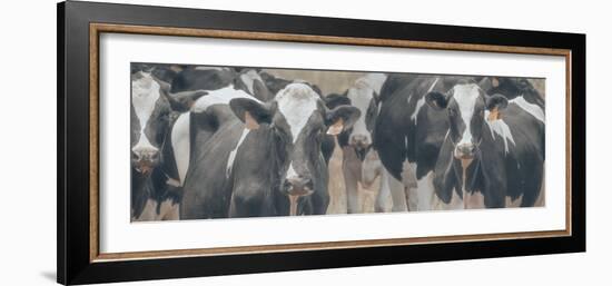 Cows Still Curious-null-Framed Photographic Print