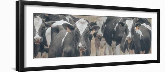 Cows Still Curious-null-Framed Photographic Print