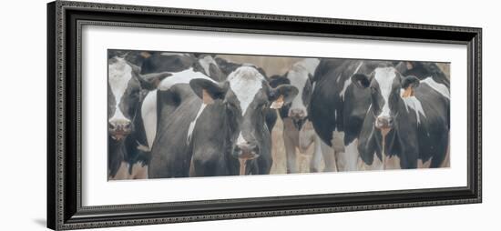 Cows Still Curious-null-Framed Photographic Print