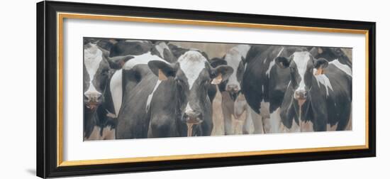 Cows Still Curious-null-Framed Photographic Print