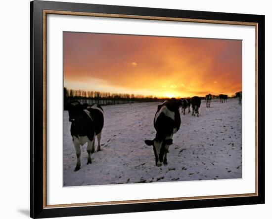 Cows Walk in a Snow Covered Field as Sunset Falls-null-Framed Photographic Print