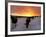 Cows Walk in a Snow Covered Field as Sunset Falls-null-Framed Photographic Print