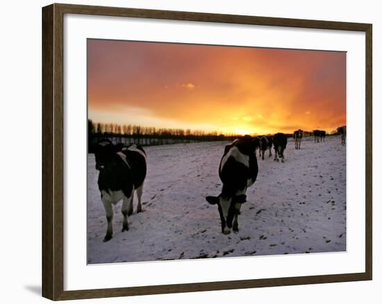 Cows Walk in a Snow Covered Field as Sunset Falls-null-Framed Photographic Print