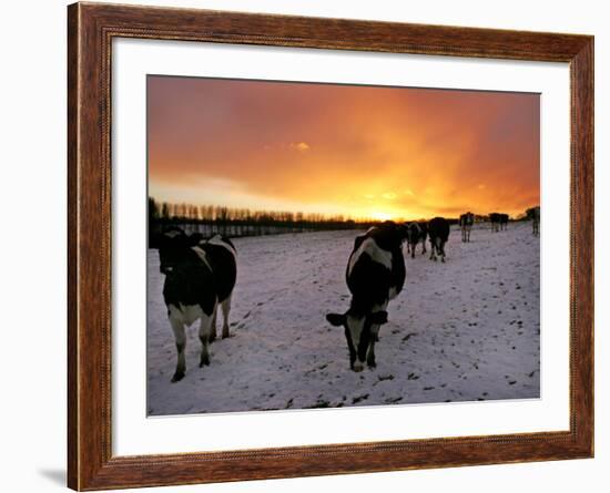 Cows Walk in a Snow Covered Field as Sunset Falls-null-Framed Photographic Print