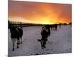 Photographic Print