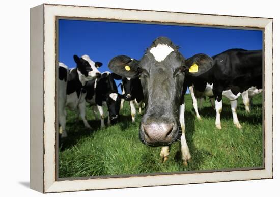 Cows-Jeremy Walker-Framed Premier Image Canvas