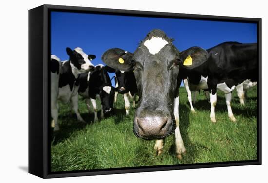 Cows-Jeremy Walker-Framed Premier Image Canvas