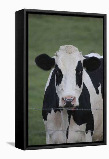 Cows-Jeff Rasche-Framed Premier Image Canvas