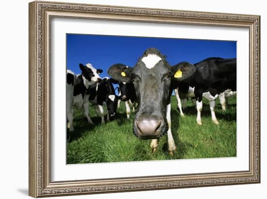 Cows-Jeremy Walker-Framed Photographic Print