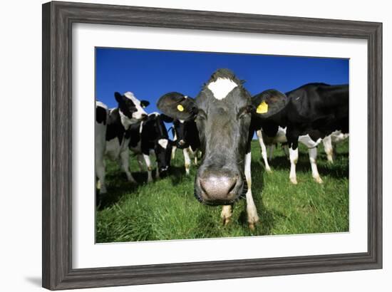 Cows-Jeremy Walker-Framed Photographic Print