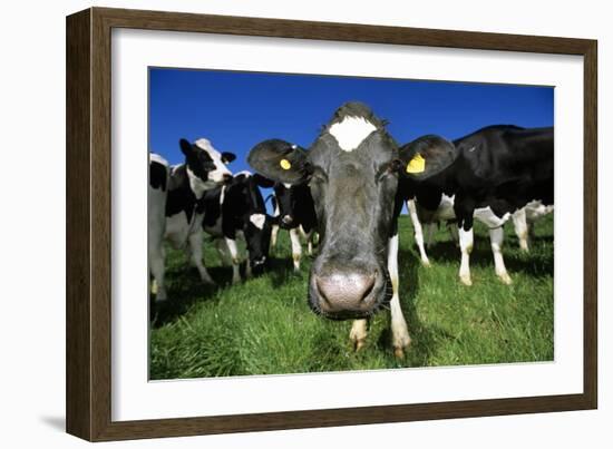 Cows-Jeremy Walker-Framed Photographic Print