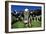 Cows-Jeremy Walker-Framed Photographic Print