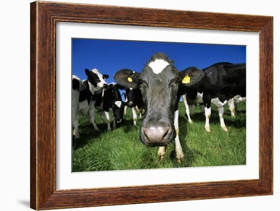 Cows-Jeremy Walker-Framed Photographic Print